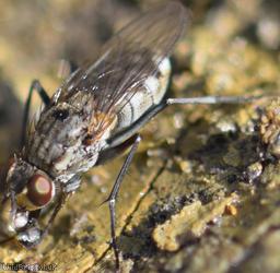 Ephydridae Unidentified 1