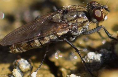 Ephydridae Unidentified 1