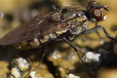 Ephydridae Unidentified 1