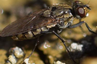 Ephydridae Unidentified 1