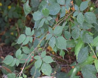 Red-tinted Bramble