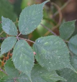 Red-tinted Bramble