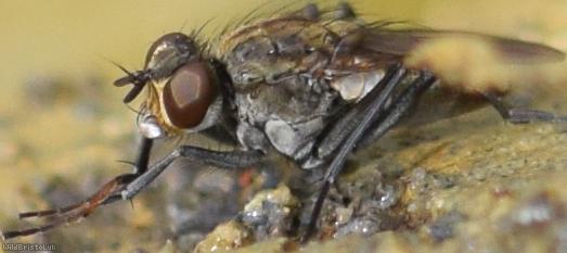 Ephydridae Unidentified 1