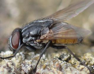 Face Fly