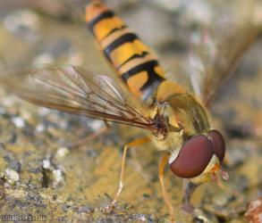 Marmalade Hoverfly