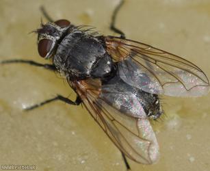 Narrow-cheeked Clusterfly
