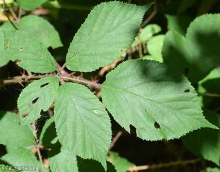 Rubus 'Lord's Wood lasioclados'?