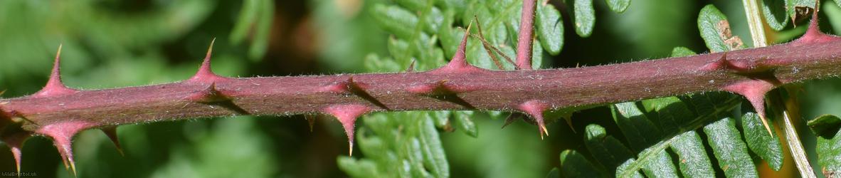 Rubus 'Lord's Wood lasioclados'?