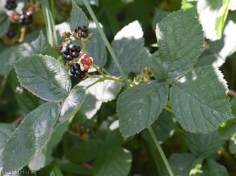 Tuberculed Bramble