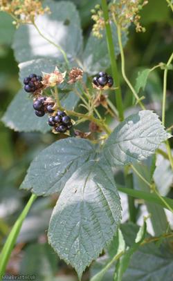 Tuberculed Bramble
