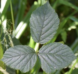 Tuberculed Bramble