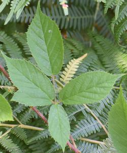 Patent-pedicelled Bramble
