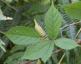 Patent-pedicelled Bramble
