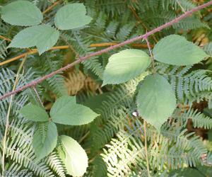 Patent-pedicelled Bramble