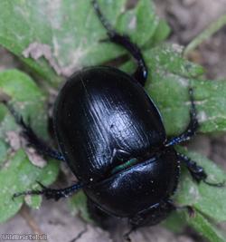Dor Beetle