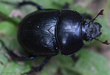 Dor Beetle