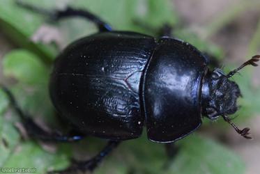 Dor Beetle