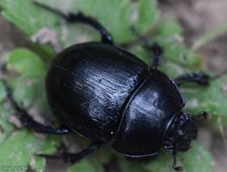 Dor Beetle