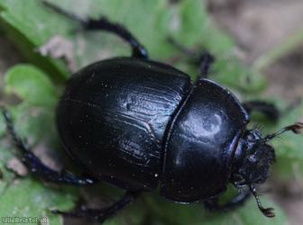Dor Beetle
