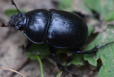 image for Dor Beetles