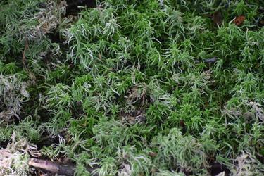 Blunt-leaved Bog-moss