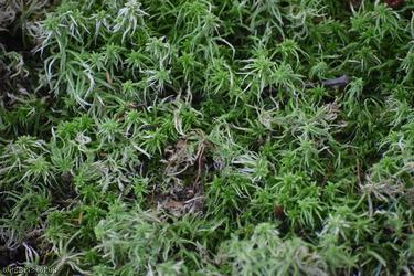 Blunt-leaved Bog-moss