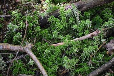 Blunt-leaved Bog-moss