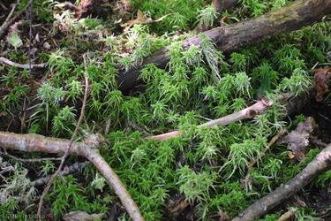 Blunt-leaved Bog-moss