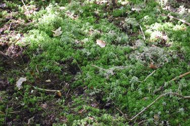 Blunt-leaved Bog-moss
