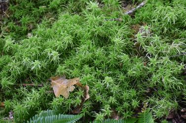 image for Blunt-leaved Bog-moss