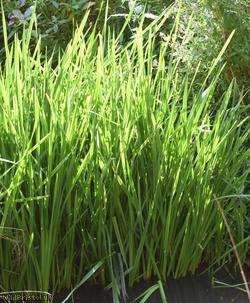 Branched Bur-reed