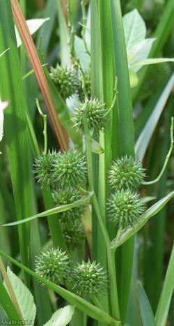 Branched Bur-reed