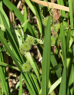 Branched Bur-reed
