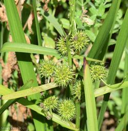 Branched Bur-reed