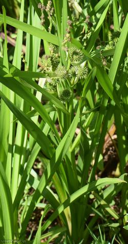 Branched Bur-reed