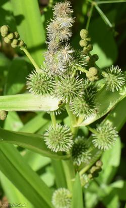 Branched Bur-reed