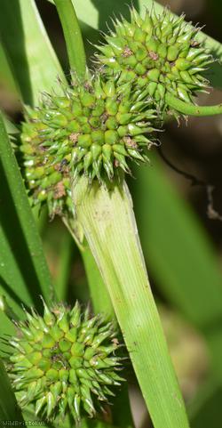 Branched Bur-reed