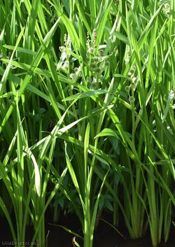 Branched Bur-reed