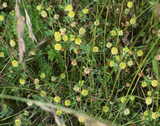 Hop Trefoil