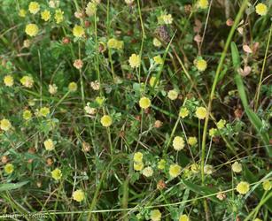Hop Trefoil