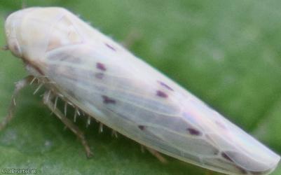 Balclutha punctata