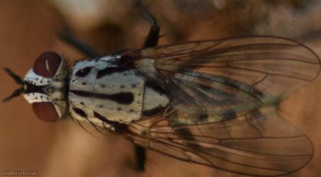 Plumose Log Fly