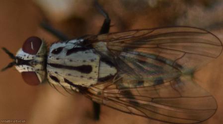 Plumose Log Fly