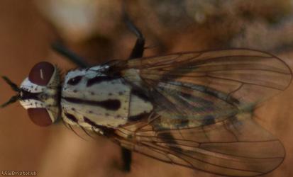 Plumose Log Fly