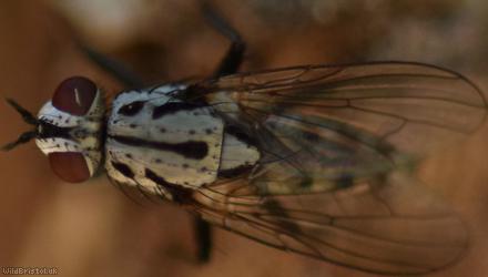 Plumose Log Fly