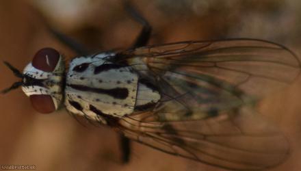 Plumose Log Fly
