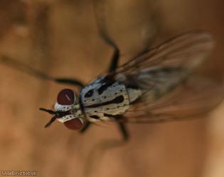 Plumose Log Fly
