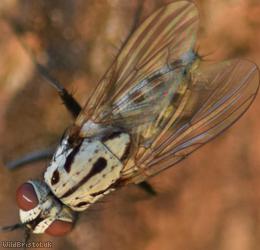 Plumose Log Fly