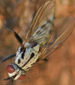 Plumose Log Fly