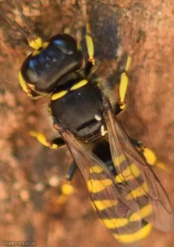 Golden Moustached Fly Fox